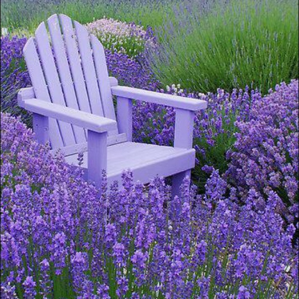 🌺 MEET POSHER 🌺